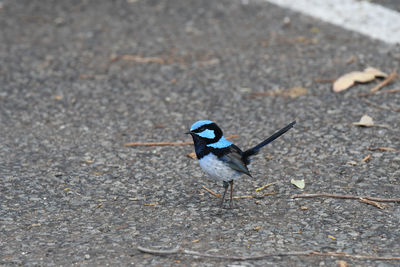 High angle view of bird on street