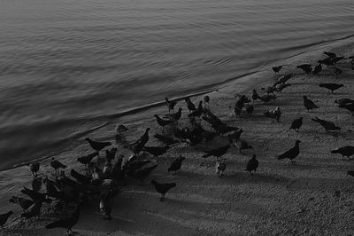 High angle view of seagulls on beach