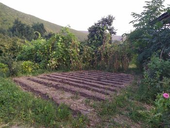 Scenic view of agricultural field against clear sky