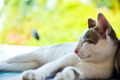 Close-up of cat lying down