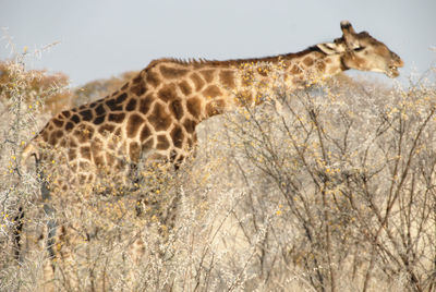 Low angle view of giraffe against trees