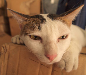 Close-up portrait of cat