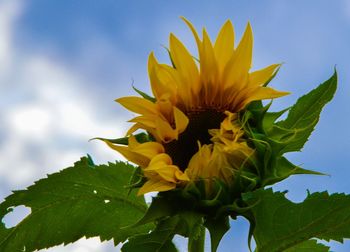 Close-up of yellow sunflower against sky