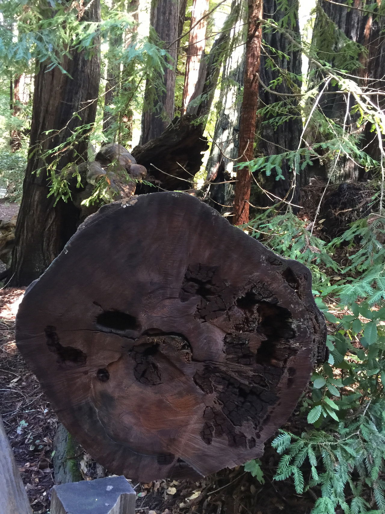 Tree trunk, tree, fallen tree