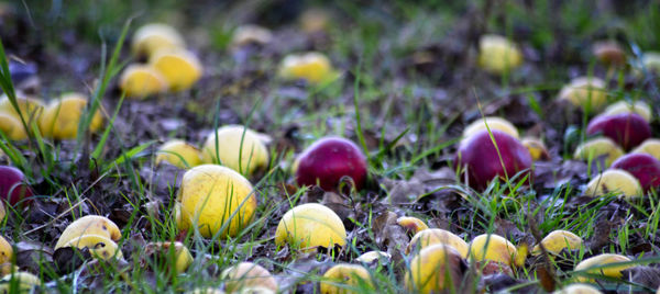 Close-up of yellow crocus flowers growing on field