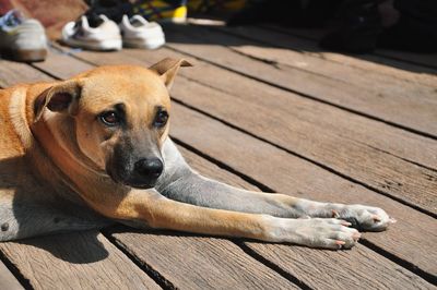 Dog lying on wooden floor