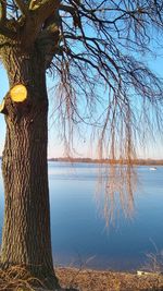 Bare tree by lake against sky