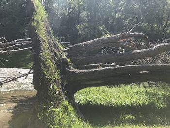 View of tree trunk in forest