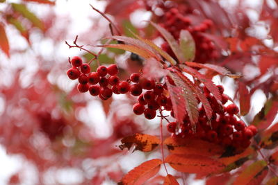 Close-up of red berries growing on tree