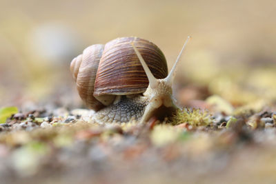 Close-up of snail