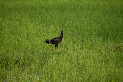 Bird walking on grass