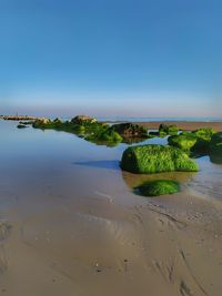 Scenic view of beach against clear blue sky