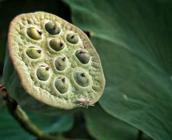 Close-up of lotus water lily