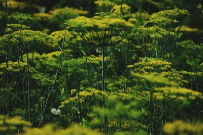 Close-up of fern amidst plants