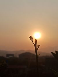 Close-up of silhouette plant against sky during sunset