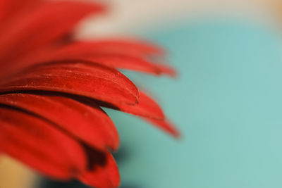 Close-up of red hibiscus flower