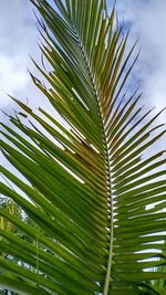 Low angle view of palm tree leaves against sky