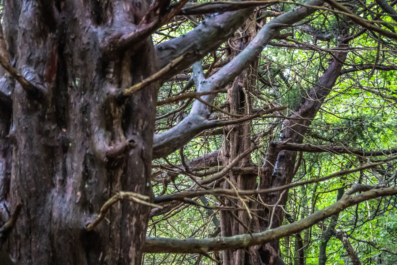 LOW ANGLE VIEW OF TREE TRUNK IN FOREST