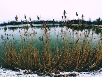 Plants by lake against sky during winter