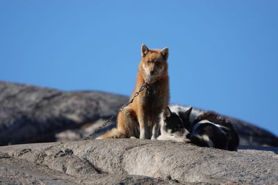 Low angle view of a cat on rock against clear sky