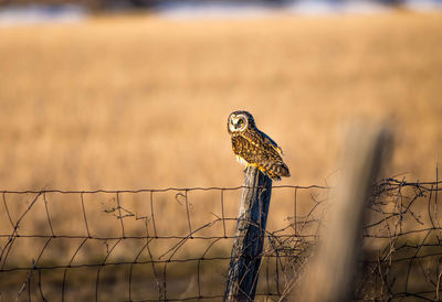 Owl perching on wooden post during sunset