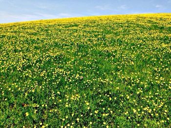 Plants growing on field