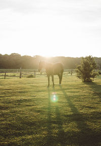 Horses grazing on field against sky