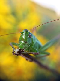 Close-up of insect on leaf