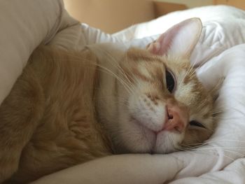 Close-up portrait of cat on bed