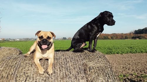 Portrait of dog on grass