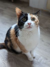 pet