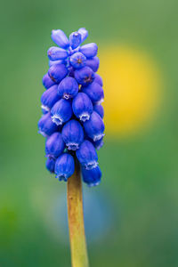 Close-up of purple flowering plant