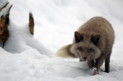 Portrait of fox on snow covered field