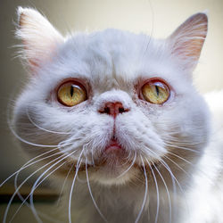 Close-up portrait of a cat