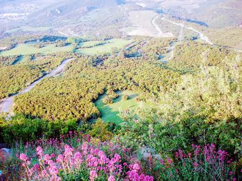 High angle view of flowering plants on land