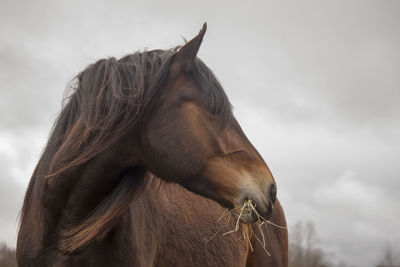 View of horse against sky