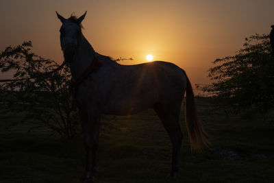 View of a horse on field during sunset