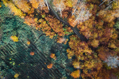 Full frame shot of autumn trees in forest