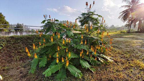 Plants growing on field against sky