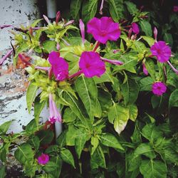 Close-up of flowers blooming outdoors