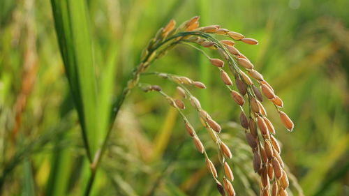 Close-up of crops growing on field