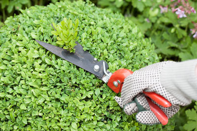 Close-up of hand cutting plants with tool