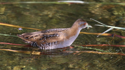 Close-up of duck in lake