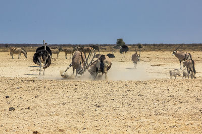 Oryx fighting on landscape during sunny day