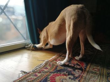 Close-up of dog at home