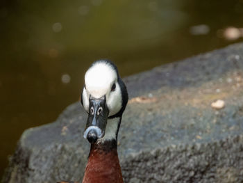 Close-up of duck in the lake