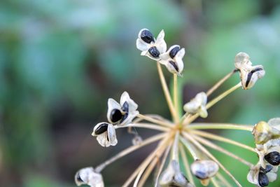 Close-up of flowers against blurred background