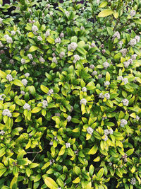 Full frame shot of plants