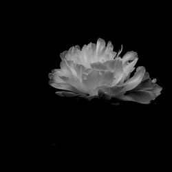 Close-up of white flower against black background