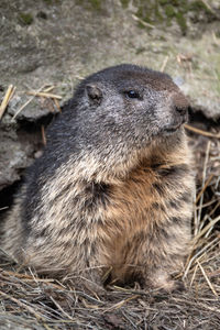 Close-up of rabbit on field